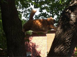 Я кот, я обязан залезть на дерево!